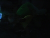 dsc00401
