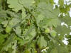 dsc00445
